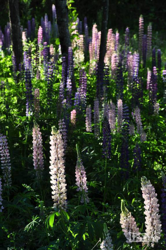No meio do bosque, onde chega a luz do sol, um verdadeiro jardim de flores! (região de El Bolsón, na Argentina)